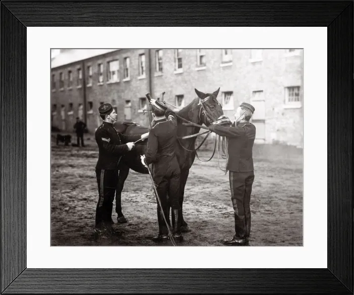 Framed Print : British army breaking young cavalry horse 3rd Hussars Framed Print : British army breaking young cavalry horse 3rd Hussars