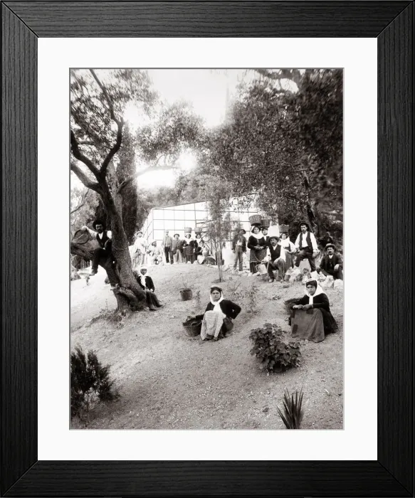 Framed Print : c. 1890s Greece Corfu - workers in an olive grove Framed Print : c. 1890s Greece Corfu - workers in an olive grove