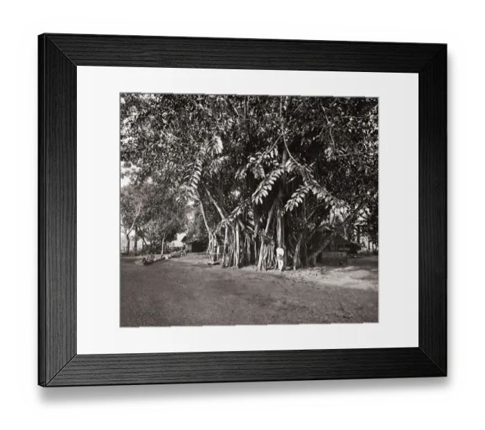 Framed Print : South East Asia - (Malay peninsula?) - India rubber tree Framed Print : South East Asia - (Malay peninsula?) - India rubber tree