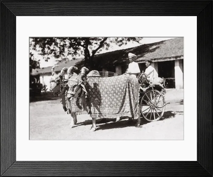 Framed Print : c. 1880s India - cattle, bullock cart Framed Print : c. 1880s India - cattle, bullock cart