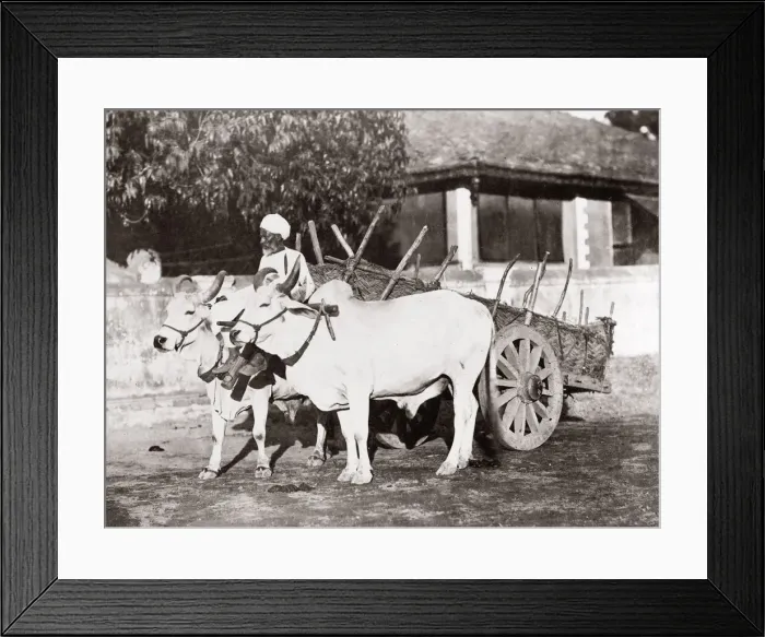 Framed Print : c. 1880s India - ox or cattle cart Framed Print : c. 1880s India - ox or cattle cart