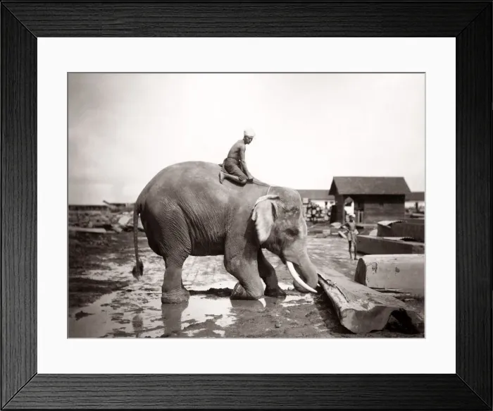 Framed Print : Burma Myanmar working elephant in timber yard Framed Print : Burma Myanmar working elephant in timber yard