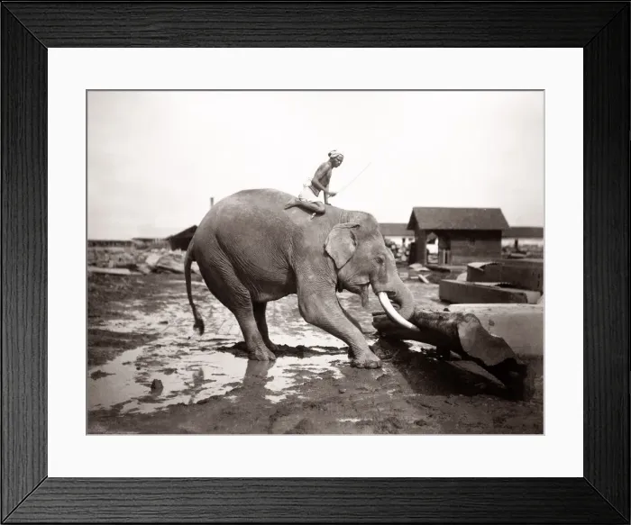 Framed Print : Burma Myanmar working elephant in timber yard Framed Print : Burma Myanmar working elephant in timber yard