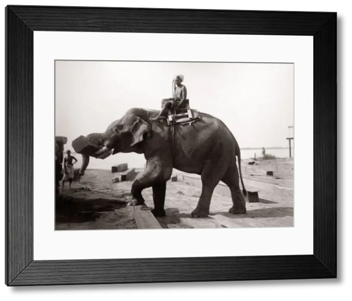 Framed Print : Burma Myanmar working elephant in timber yard