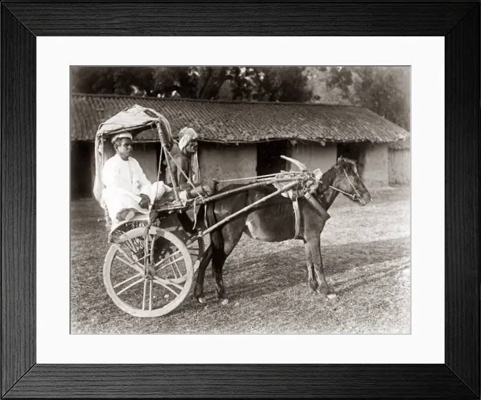 Framed Print : C. 1890s India - pony and trap hackney carriage cab Framed Print : C. 1890s India - pony and trap hackney carriage cab