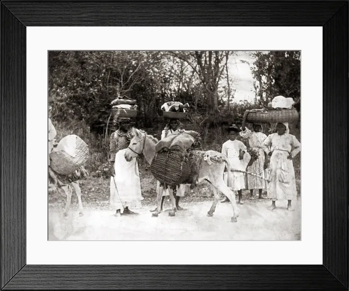 Framed Print : c. 1900 West Indies - women and donkey on way to market Framed Print : c. 1900 West Indies - women and donkey on way to market