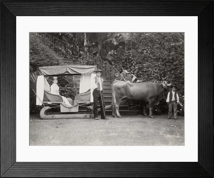 Framed Print : Ox drawn sledge, Madeira, Portugal Framed Print : Ox drawn sledge, Madeira, Portugal