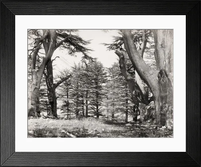 Framed Print : Lebanese cedar trees, photogrraphed by Frrancis Frith Framed Print : Lebanese cedar trees, photogrraphed by Frrancis Frith