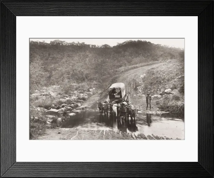 Framed Print : Ox wagon train crossing a drift, Umzinto, Natal, South Africa