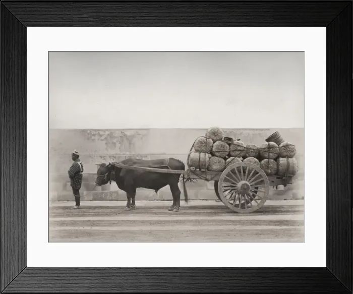 Framed Print : Bull, ox cart loaded with bales, Japan Framed Print : Bull, ox cart loaded with bales, Japan