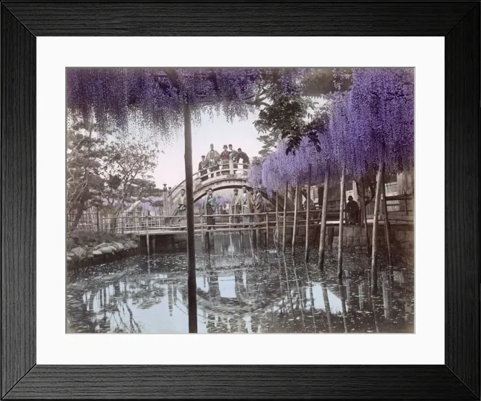 Framed Print : c. 1880s Japan - wisteria flowers and bridge Framed Print : c. 1880s Japan - wisteria flowers and bridge