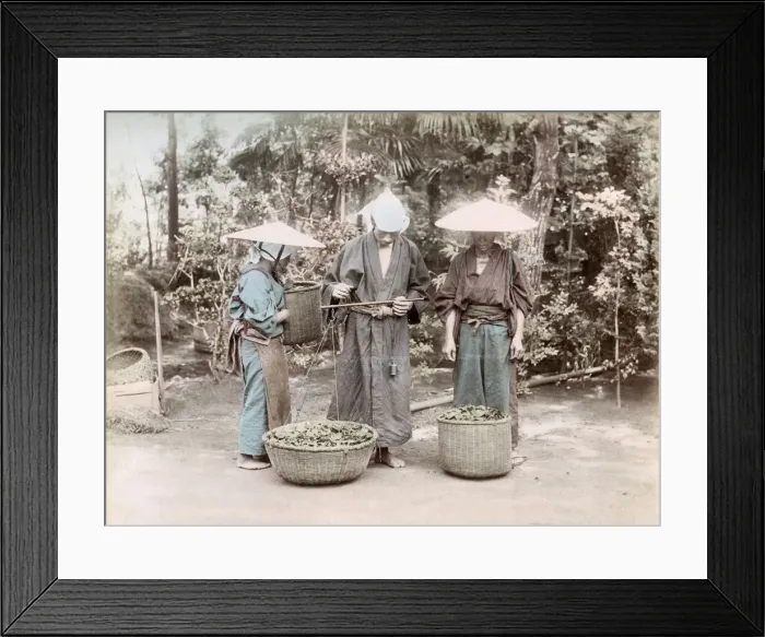Framed Print : c. 1880s Japan - weighing tea Framed Print : c. 1880s Japan - weighing tea