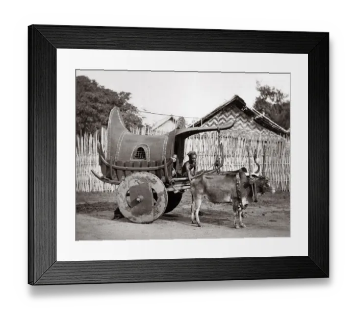 Framed Print : c. 1880 India or Burma - bullock cart and driver Framed Print : c. 1880 India or Burma - bullock cart and driver