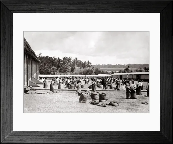 Framed Print : c. 1880s Ceylon Sri Lanka - spreading coffee to dry Framed Print : c. 1880s Ceylon Sri Lanka - spreading coffee to dry