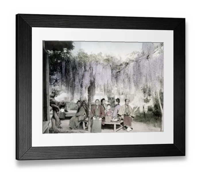 Framed Print : c. 1880s Japan - trellis of wisteria flowers Framed Print : c. 1880s Japan - trellis of wisteria flowers