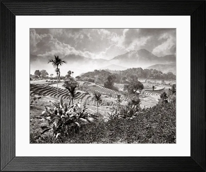 Framed Print : Ceylon - rice paddy fields, terraces, near Badulla Framed Print : Ceylon - rice paddy fields, terraces, near Badulla