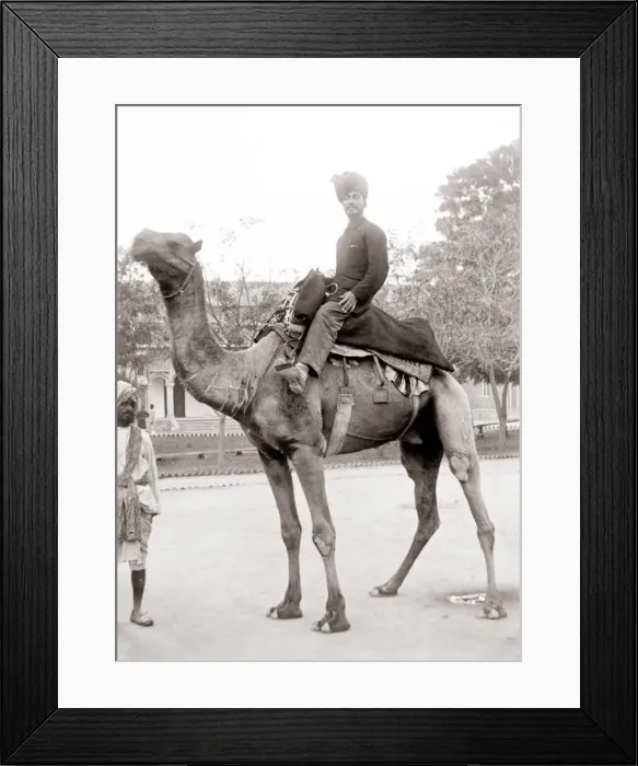 Framed Print : c. 1880s India - man in a turban riding on a camel