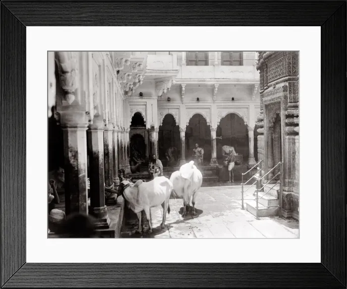 Framed Print : c. 1880s India cows in a courtyard Benares Varanasi? Framed Print : c. 1880s India cows in a courtyard Benares Varanasi?