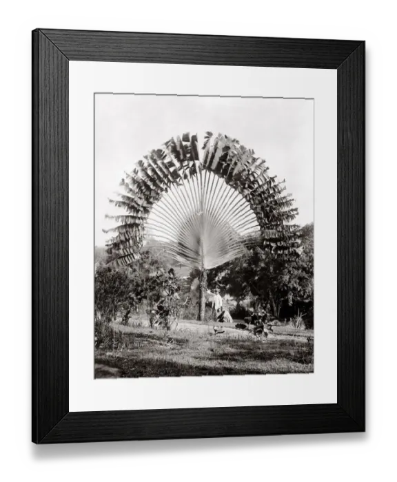 Framed Print : Travellers Palm Ravenala madagascariensis Framed Print : Travellers Palm Ravenala madagascariensis