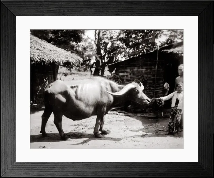 Framed Print : South East Asia, probably Singapore - water buffalo Framed Print : South East Asia, probably Singapore - water buffalo