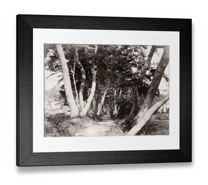 Framed Print : c. 1871 Japan - avenue of trees at Homoko (Honmoku?) - from The Far East magazine Framed Print : c. 1871 Japan - avenue of trees at Homoko (Honmoku?) - from The Far East magazine