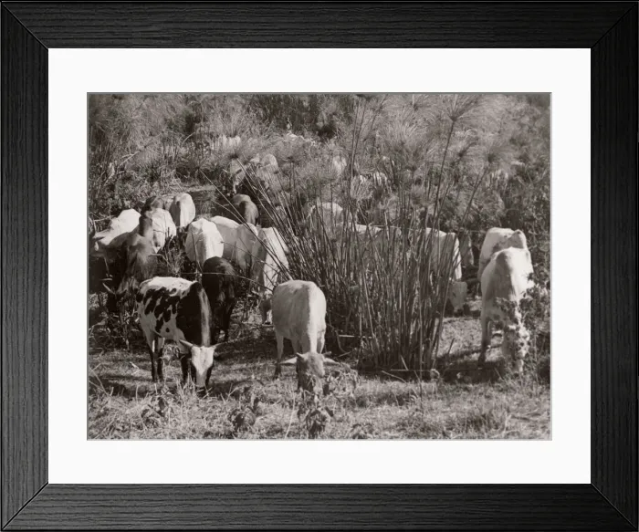 Framed Print : 1940s East Africa - native African cross-bred cattle Framed Print : 1940s East Africa - native African cross-bred cattle