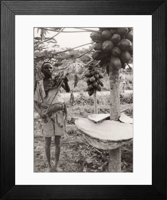 Framed Print : 1940s East Africa - papaya or pawpaw tree, Kenya Framed Print : 1940s East Africa - papaya or pawpaw tree, Kenya
