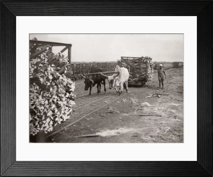 Framed Print : 1940s East Africa - making sisal, Kenya Framed Print : 1940s East Africa - making sisal, Kenya