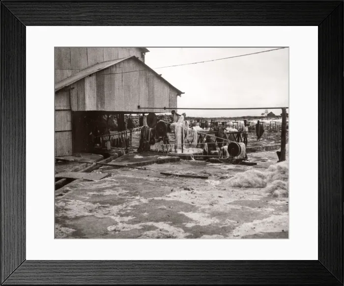 Framed Print : 1940s East Africa making sisal, Kenya Framed Print : 1940s East Africa making sisal, Kenya