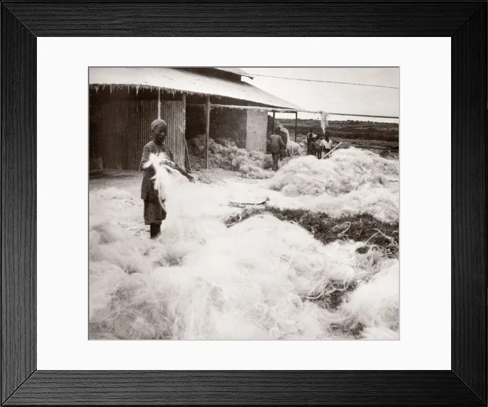 Framed Print : 1940s East Africa - making sisal, Kenya Framed Print : 1940s East Africa - making sisal, Kenya