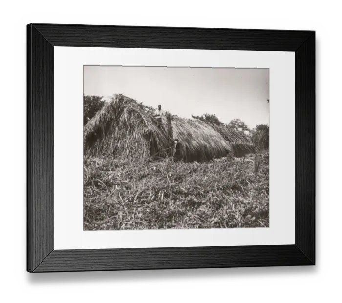 Framed Print : 1940s East Africa Uganda - growing tobacco Framed Print : 1940s East Africa Uganda - growing tobacco