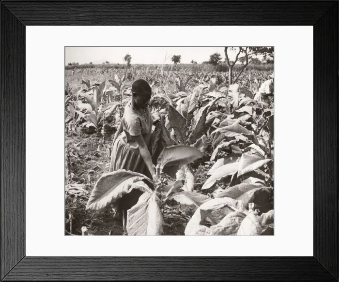 Framed Print : 1940s East Africa Uganda - growing tobacco Framed Print : 1940s East Africa Uganda - growing tobacco