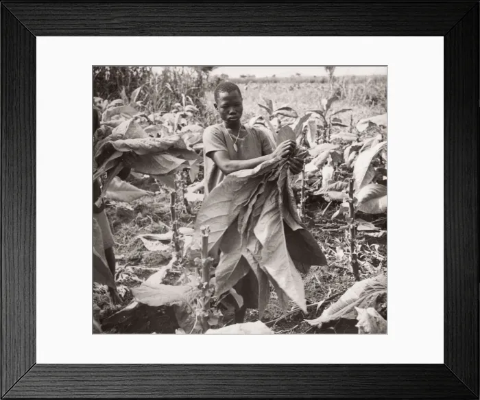 Framed Print : 1940s East Africa Uganda - growing tobacco Framed Print : 1940s East Africa Uganda - growing tobacco