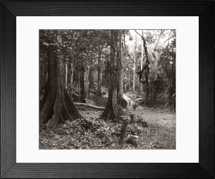 Framed Print : 1940s East Africa Uganda - Budongo forest Framed Print : 1940s East Africa Uganda - Budongo forest