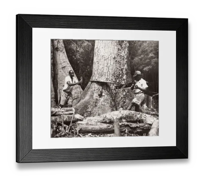 Framed Print : 1940s East Africa Uganda - Budongo forest Framed Print : 1940s East Africa Uganda - Budongo forest