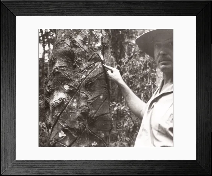 Framed Print : 1940s East Africa Uganda Budongo forest wild rubber tre Framed Print : 1940s East Africa Uganda Budongo forest wild rubber tre