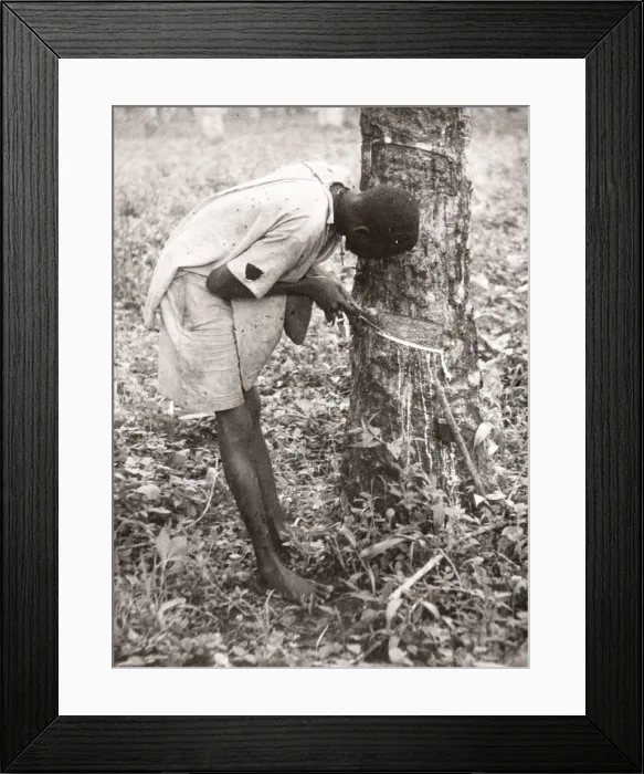 Framed Print : 1940s East Africa Uganda - tapping rubber trees Framed Print : 1940s East Africa Uganda - tapping rubber trees