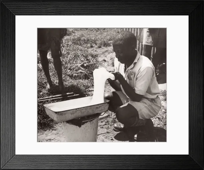 Framed Print : 1940s East Africa Uganda - tapping rubber trees Framed Print : 1940s East Africa Uganda - tapping rubber trees