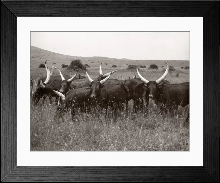 Framed Print : East Africa - Uganda inoculation campaign tsetse fly Framed Print : East Africa - Uganda inoculation campaign tsetse fly