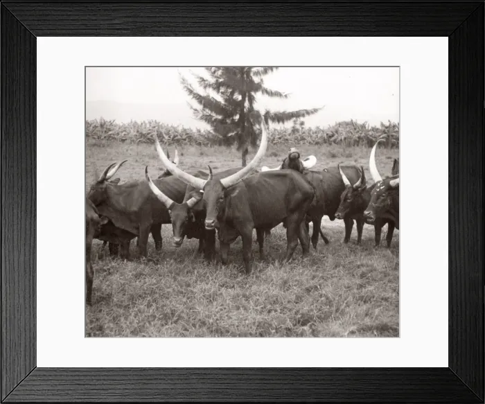 Framed Print : East Africa - Uganda inoculation campaign tsetse fly Framed Print : East Africa - Uganda inoculation campaign tsetse fly