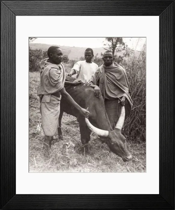 Framed Print : East Africa - Uganda inoculation campaign tsetse fly Framed Print : East Africa - Uganda inoculation campaign tsetse fly