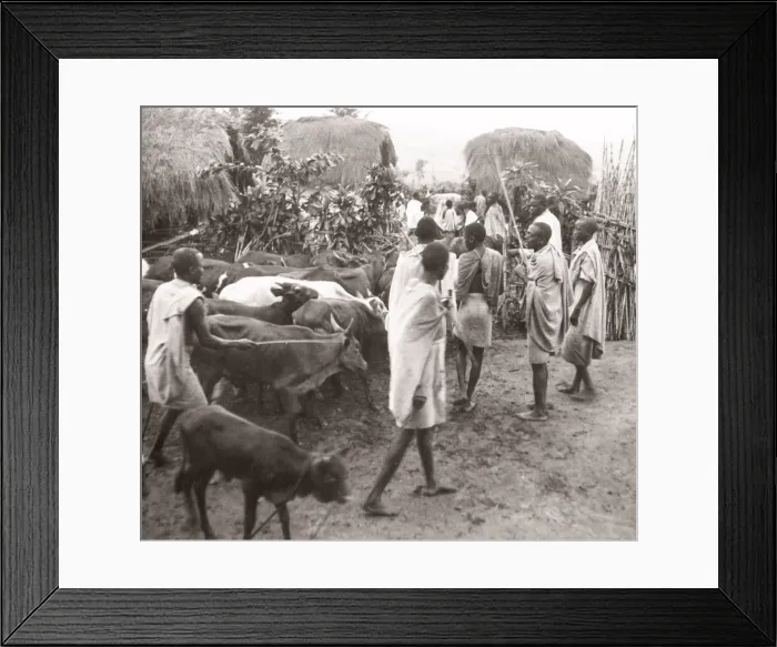 Framed Print : East Africa - Uganda inoculation campaign tsetse fly Framed Print : East Africa - Uganda inoculation campaign tsetse fly