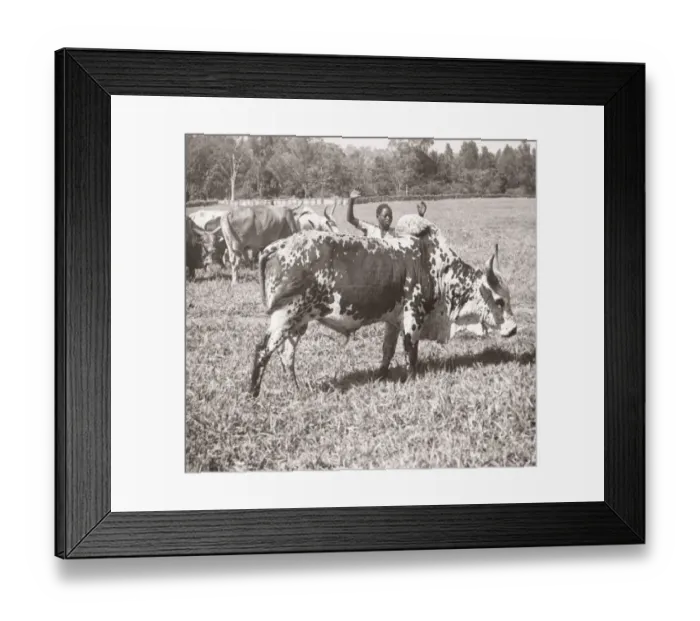 Framed Print : 1940s East Africa - Uganda - a zebu, indigenous cattle Framed Print : 1940s East Africa - Uganda - a zebu, indigenous cattle