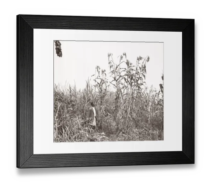 Framed Print : 1940s East Africa - Uganda - Bunyuro millet crop growing Framed Print : 1940s East Africa - Uganda - Bunyuro millet crop growing