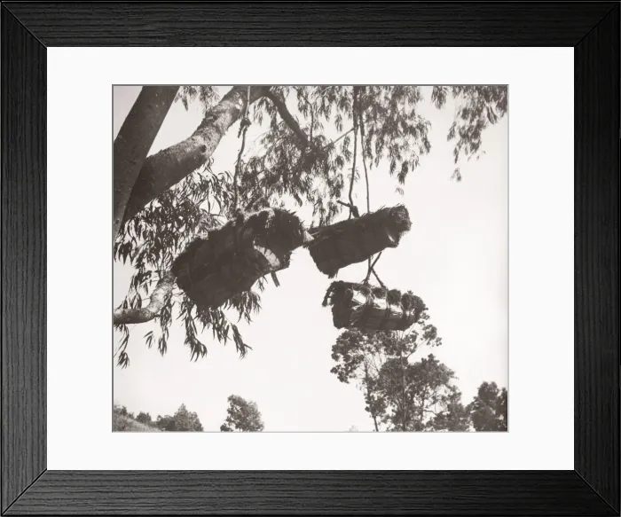 Framed Print : 1940s East Africa - Uganda - wild bee hives ankole Framed Print : 1940s East Africa - Uganda - wild bee hives ankole