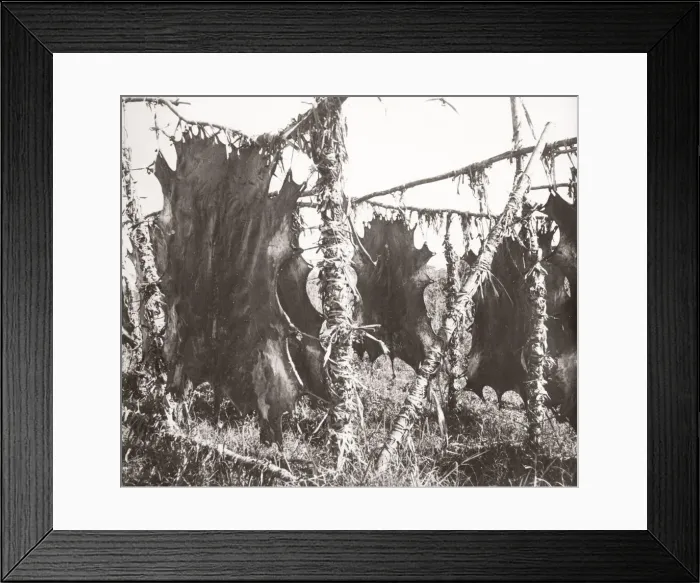 Framed Print : 1940s East Africa - Uganda - animal hides pegged out Framed Print : 1940s East Africa - Uganda - animal hides pegged out