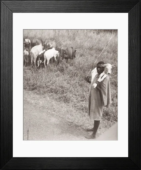 Framed Print : 1940s East Africa - Uganda - cattle herder