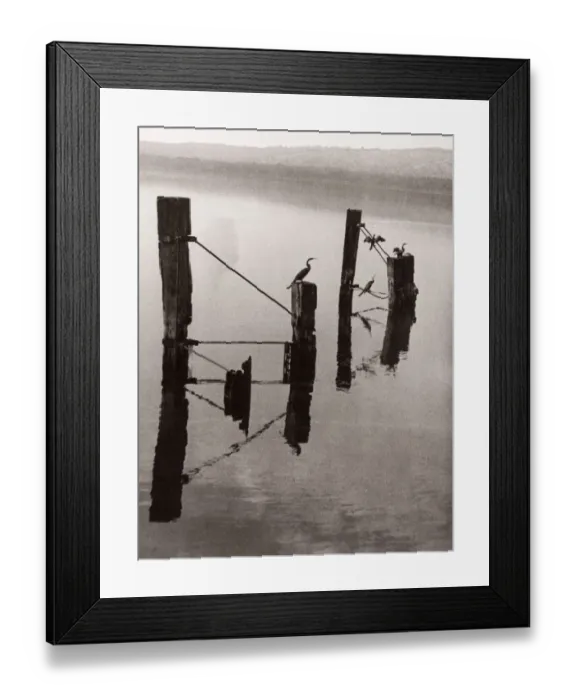 Framed Print : 1940s East Africa - Uganda - cormorants on Lake Victoria Framed Print : 1940s East Africa - Uganda - cormorants on Lake Victoria