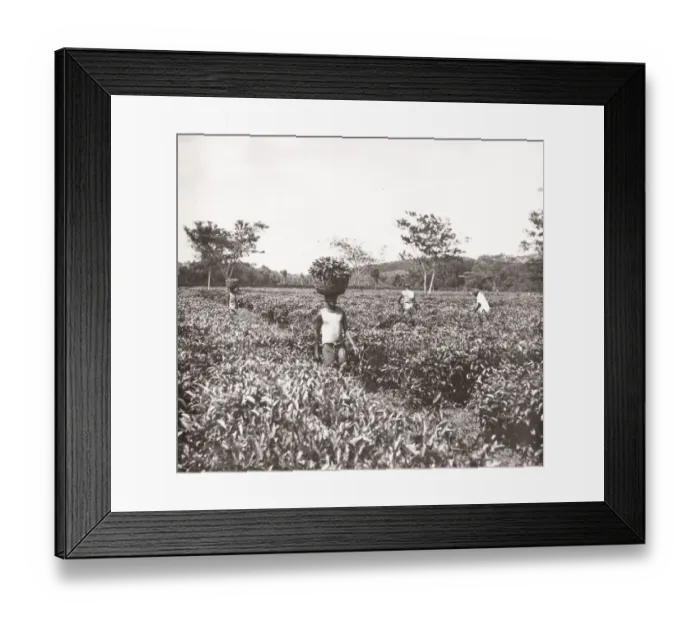 Framed Print : 1940s East Africa - Uganda - gathering tea, Katanga Port Framed Print : 1940s East Africa - Uganda - gathering tea, Katanga Port