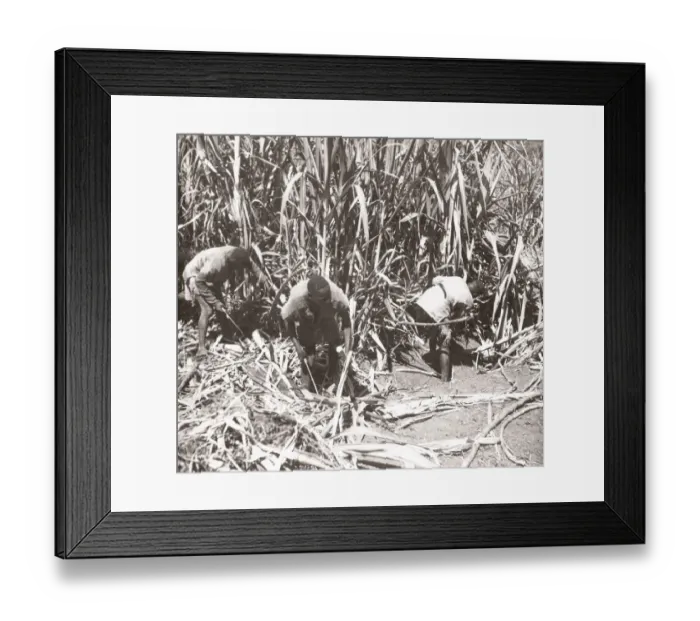 Framed Print : 1940s East Africa - Uganda sugar cane Lugasi plantation Framed Print : 1940s East Africa - Uganda sugar cane Lugasi plantation